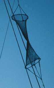 Fishing Day Shape Pic2